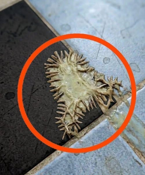 I Found This in My Girlfriend’s Bathroom. We Spent an Hour Trying to Figure Out What It Was.